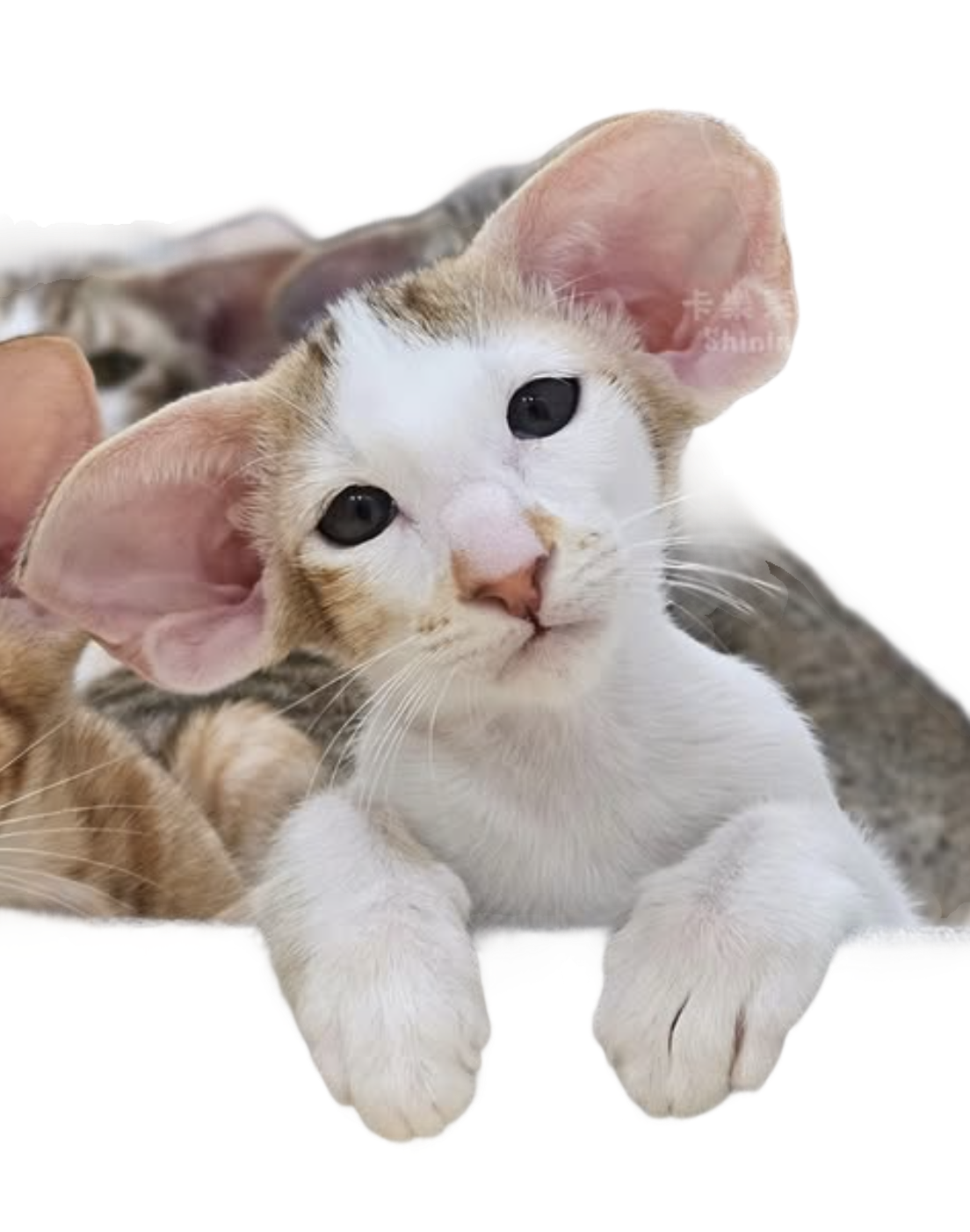 Oriental Shorthair